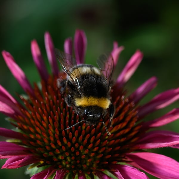 Oskar_bee